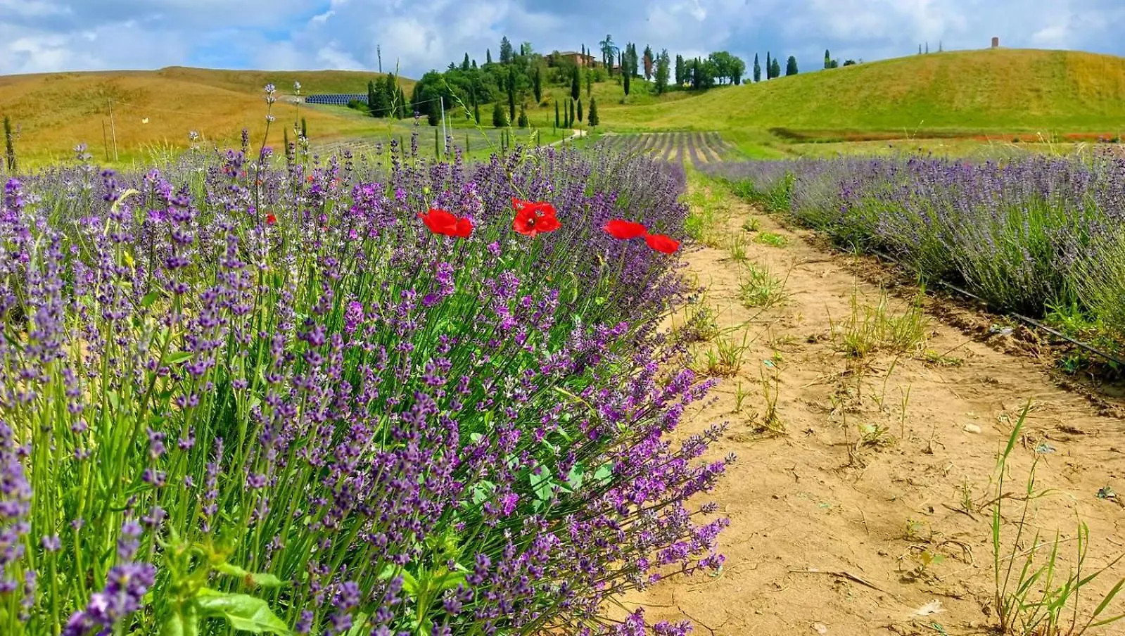 Bauernhof Tenuta D'Arbia, Siena Monteroni dʼArbia Italien