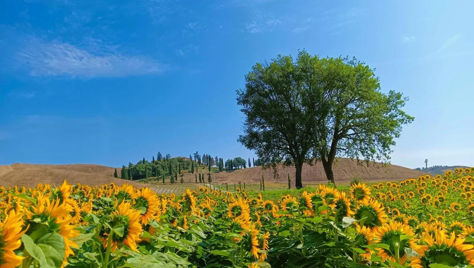 Tenuta D'Arbia, Siena Monteroni dʼArbia 0*,  Włochy