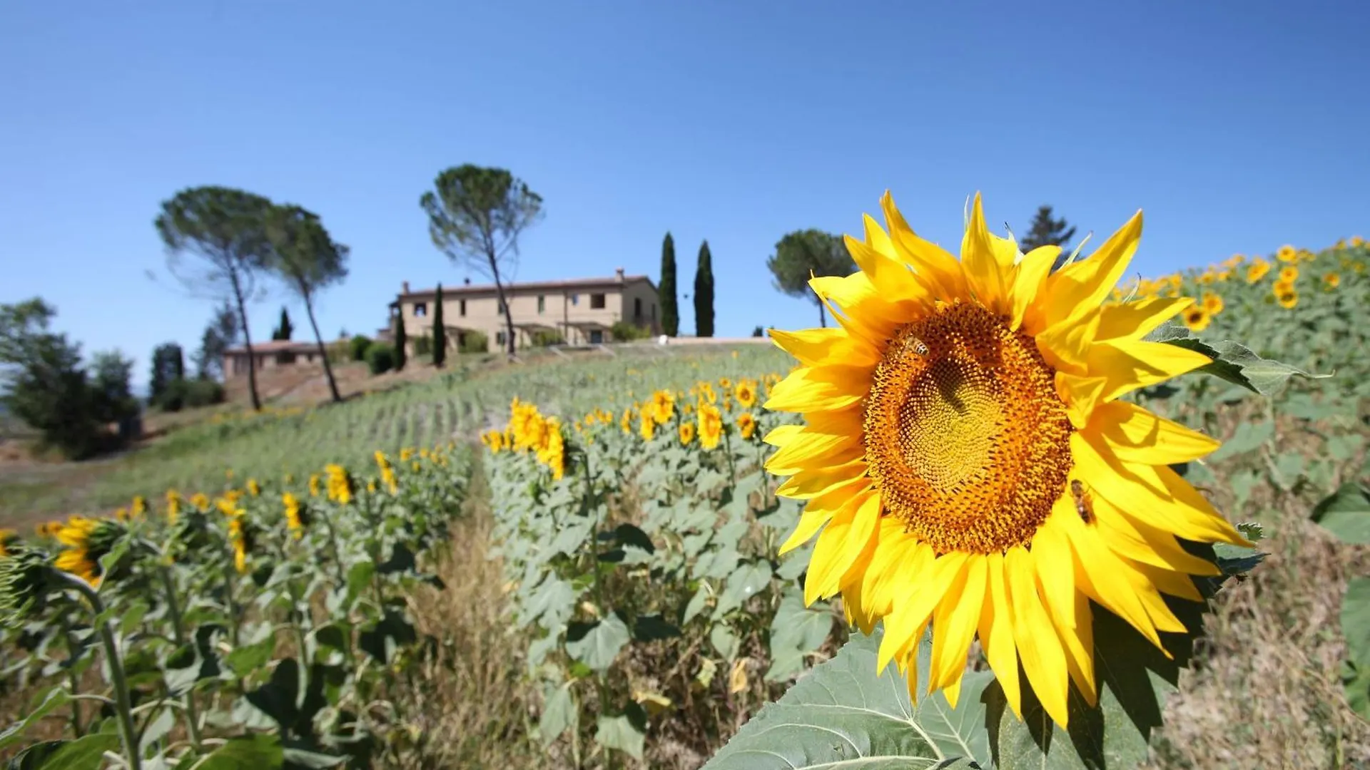 Tenuta D'Arbia, Siena Monteroni dʼArbia Gospodarstwo agroturystyczne